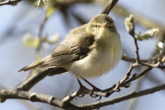 Chiffchaff Side View on Branch