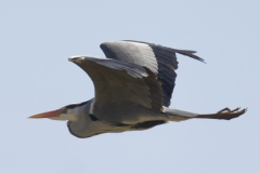 Grey Heron Side View in Flight