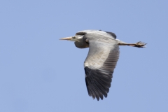 Grey Heron Side View in Flight