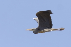 Grey Heron Side View in Flight