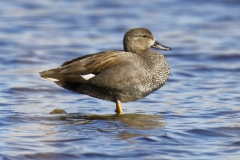 Male Gadwall Side View Standing on Log in Water