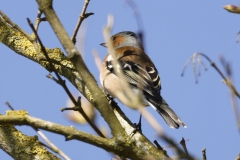 Male Chaffinch Back View on Branch