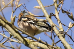 Male Chaffinch Back View on Branch