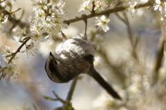 Long-tailed Tit upside Down on Blossom Tree