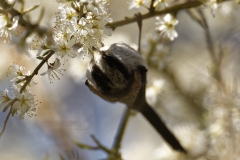 Long-tailed Tit upside Down on Blossom Tree