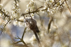 Long-tailed Tit upside Down on Blossom Tree