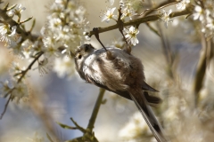 Long-tailed Tit upside Down on Blossom Tree