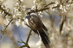 Long-tailed Tit upside Down on Blossom Tree