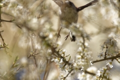 Long-tailed Tit in Flight in Blossom Tree