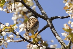 Male Reed Bunting Back View in Blossom Tree