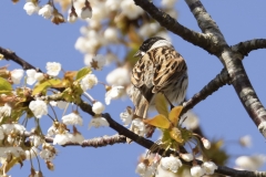 Male Reed Bunting Back View in Blossom Tree