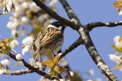 Male Reed Bunting Back View in Blossom Tree