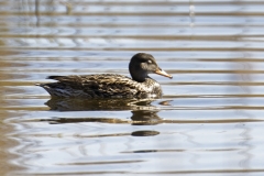 Female Gadwall Side View on Water