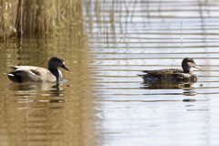 Male and Female Gadwall Side View on Water