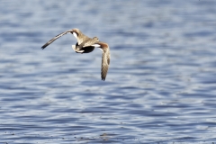 Male Gadwall Back View in Flight