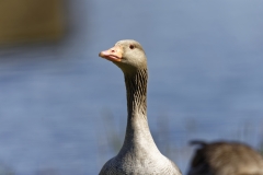 Greylag Goose Head View