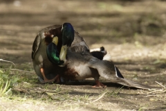 Two Male Mallards in Fight over Female Mallard