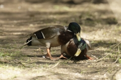 Two Male Mallards in Fight over Female Mallard