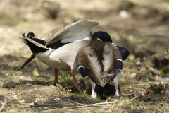 Two Male Mallards in Fight over Female Mallard