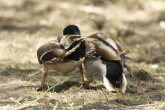 Two Male Mallards in Fight over Female Mallard