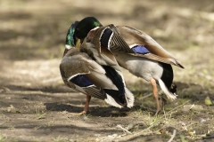 Two Male Mallards in Fight over Female Mallard