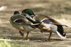 Two Male Mallards in Fight over Female Mallard