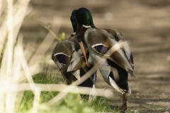 Two Male Mallards in Fight over Female Mallard