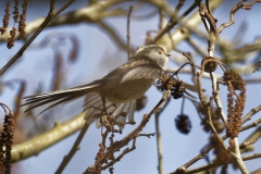 Long-tailed Tit Side View in Flight