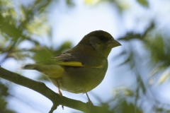 Greenfinch Back View on Branch