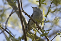 Female Blackcap Front View on Branch