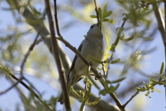 Female Blackcap Front View on Branch