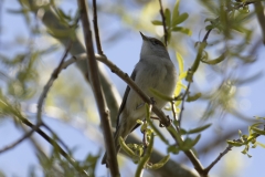 Female Blackcap Front View on Branch