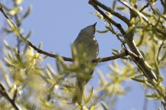 Female Blackcap Front View on Branch