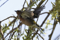 Male Chaffinch Side View in Flight