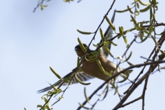 Male Chaffinch Front View in Flight