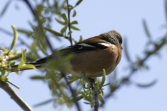 Male Chaffinch Side View on Branch