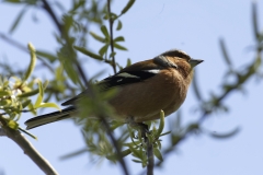 Male Chaffinch Side View on Branch