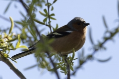 Male Chaffinch Side View on Branch