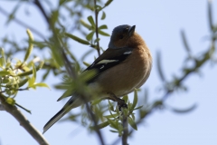 Male Chaffinch Side View on Branch