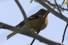 Male Chaffinch Side View on Branch