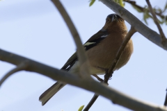 Male Chaffinch Side View on Branch