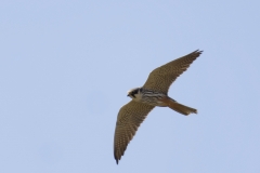 Hobby Side View in Flight