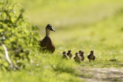 Female Mallard Duck with Chicks