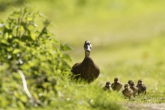 Female Mallard Duck with Chicks