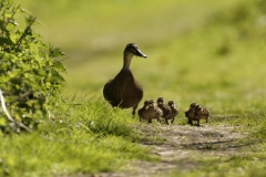 Female Mallard Duck with Chicks