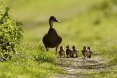 Female Mallard Duck with Chicks