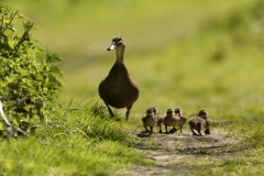 Female Mallard Duck with Chicks