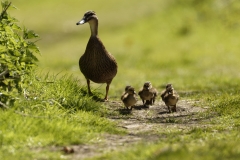 Female Mallard Duck with Chicks