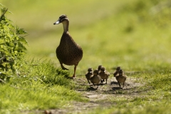 Female Mallard Duck with Chicks