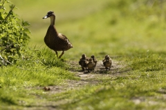 Female Mallard Duck with Chicks